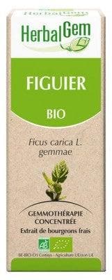 HerbalGem - Organic Fig Tree 30ml
